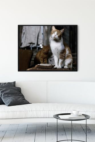 (pster11538) Kedi Hayvan Çerçeveli Tablo 6 (50x70cm)