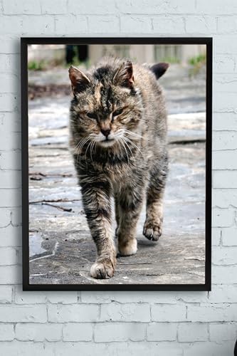(pster11548) Kedi Hayvan Çerçeveli Tablo 3 (30 X 40cm)