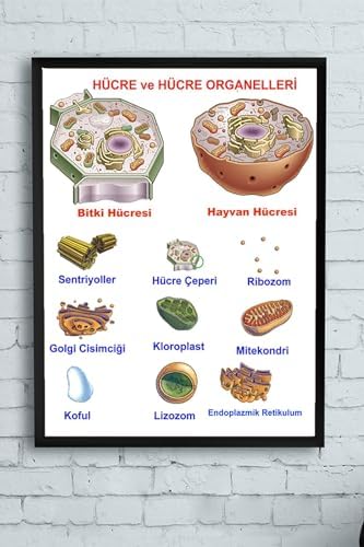 (pster10260) Hücre Eğitim Çerçeveli Tablo (50x70cm)