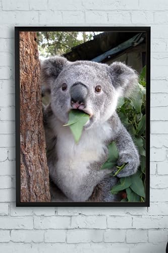 Alternative view of (pster11749) Koala Hayvan Çerçeveli Tablo (21x30cm)