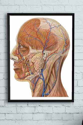 (pster10256) Biyoloji Eğitim Çerçeveli Tablo (50x70cm)