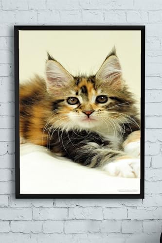 (pster11558) Kedi Hayvan Çerçeveli Tablo 5 (50x70cm)