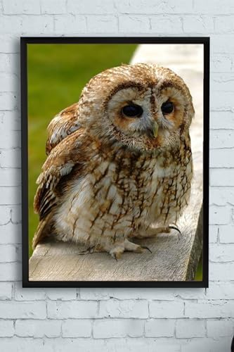 (pster10057) Hayvan Çerçeveli Tablo (30 X 40cm)
