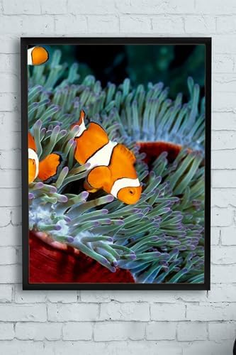 (pster10018) Balık Hayvan Çerçeveli Tablo (50x70cm)