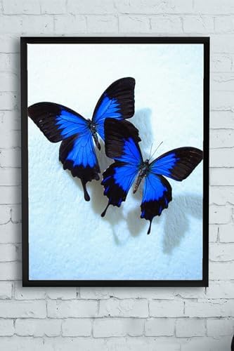 (pster11650) Kelebek Hayvan Çerçeveli Tablo (40x50cm)