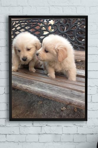 (pster11128) Retriever Hayvan Çerçeveli Tablo 2 (40x50cm)