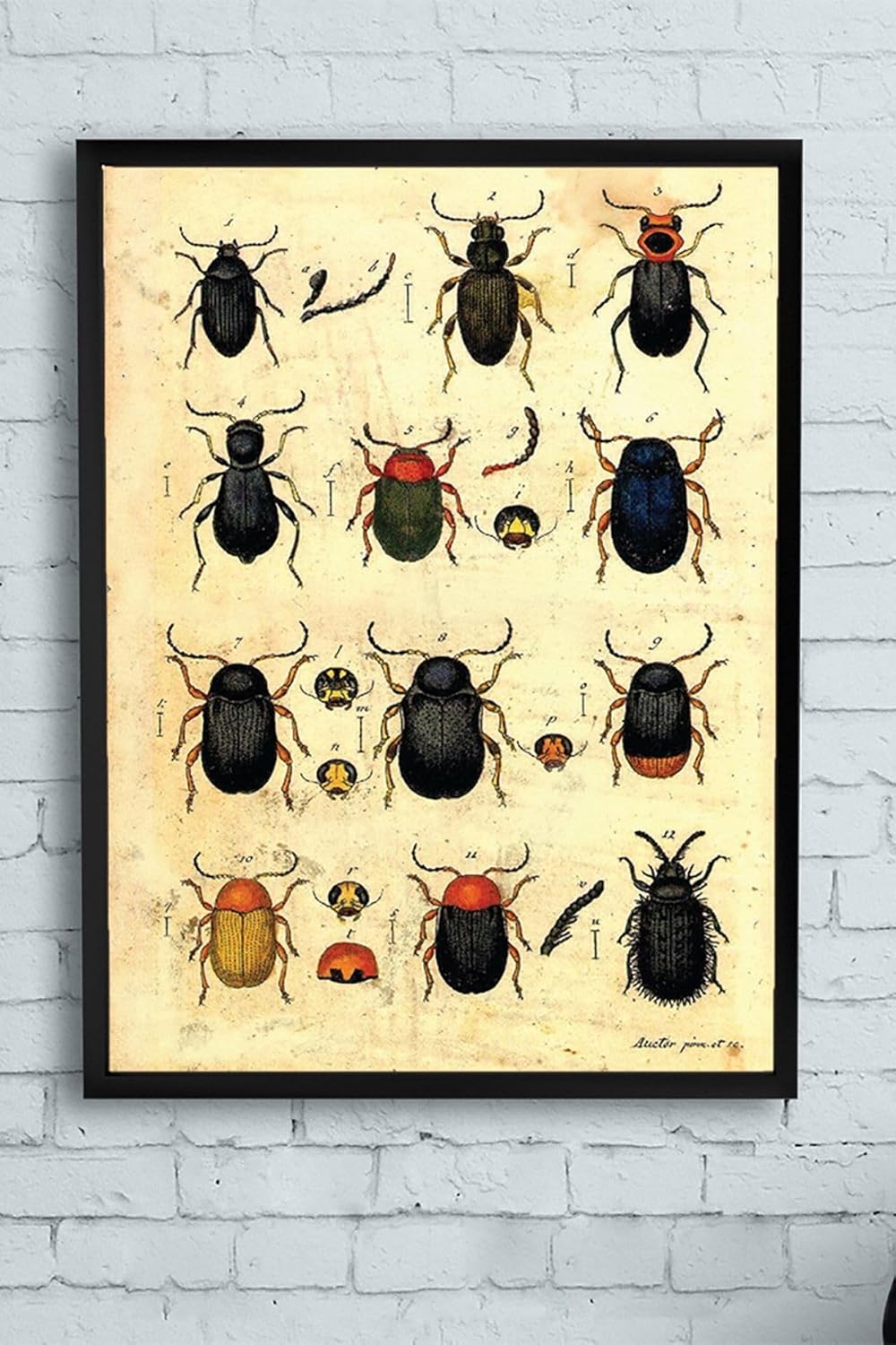 (pster10276) Böcek Koleksiyonu Çerçeveli Tablo (30 X 40cm)