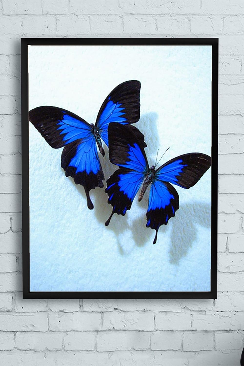 Alternative view of (pster11650) Kelebek Hayvan Çerçeveli Tablo (40x50cm)