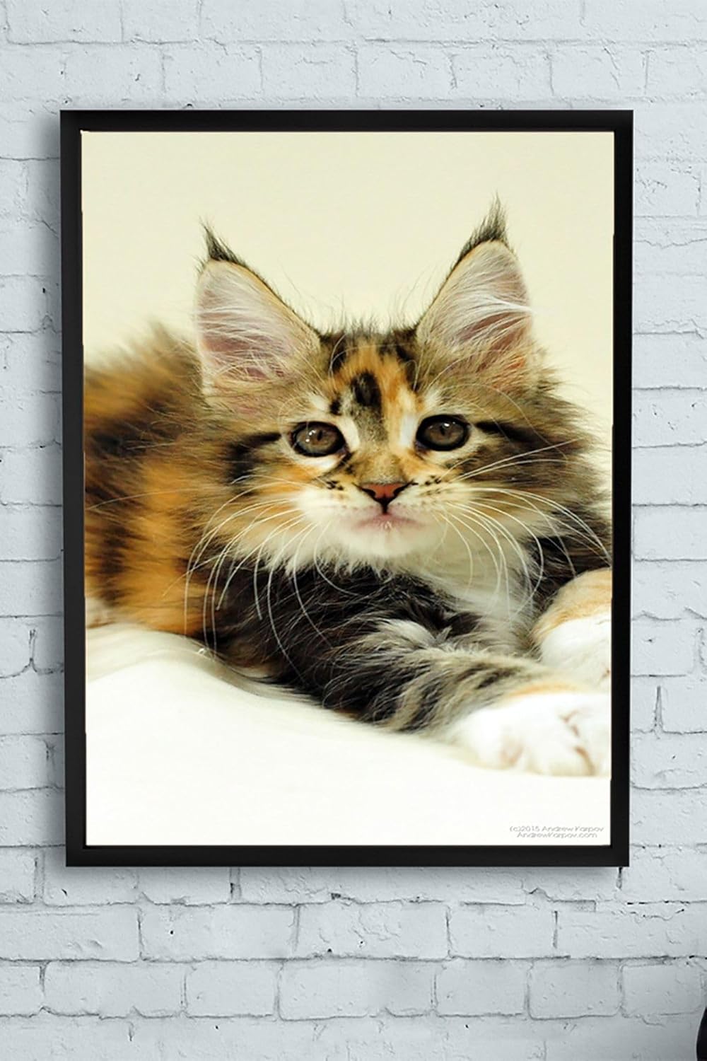 Alternative view of (pster11558) Kedi Hayvan Çerçeveli Tablo 5 (50x70cm)
