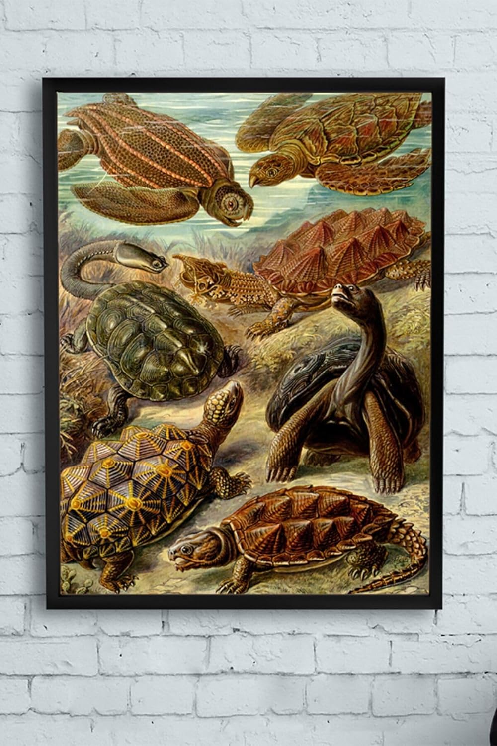Alternative view of (pster11504) Kaplumbağa Hayvan Çerçeveli Tablo (40x50cm)