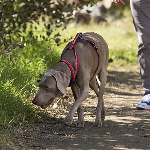 Alternative view of HALTI 3M Yansıtıcı Çizgili Köpek Koşum Takımı Yumuşak Neopren Astarlı Saplı, Orta, Kırmızı