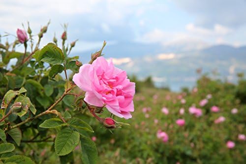 Alternative view of Rosense Gül Yağı Rose Oil 1,17 ml