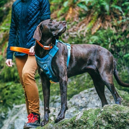 Alternative view of Kurgo Journey Air köpek koşum takımı, dolgulu göğüs kısmı ve saplı, 11-23 kg arası köpekler için, M beden, mavi/gri