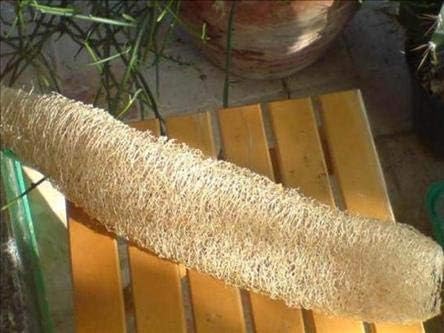 LİF SÜNGER KABAĞI TOHUMU (sponge gourd)
