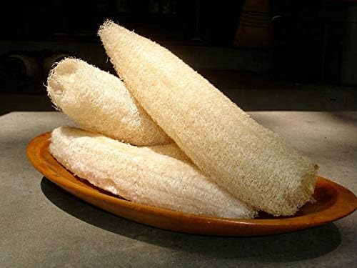 Alternative view of LİF SÜNGER KABAĞI TOHUMU (sponge gourd)