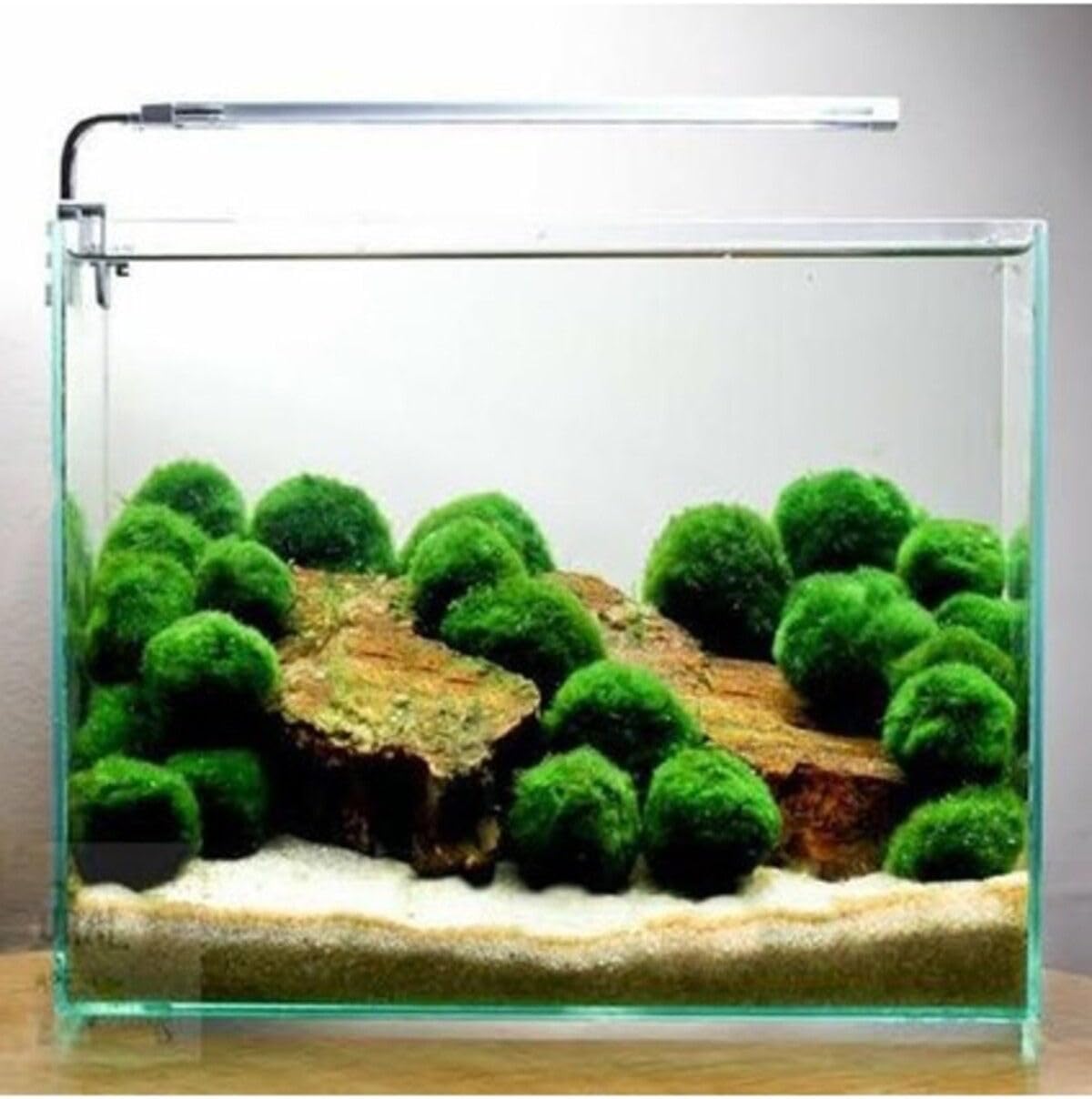 Alternative view of Bitki Marimo Ball 2-3cm Yosun Topu Canlı Bitki 951512