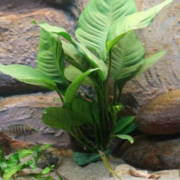 Anubias Heterophylla Mini In 200Cc