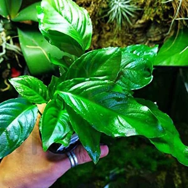 Alternative view of Anubias Heterophylla Mini In 200Cc