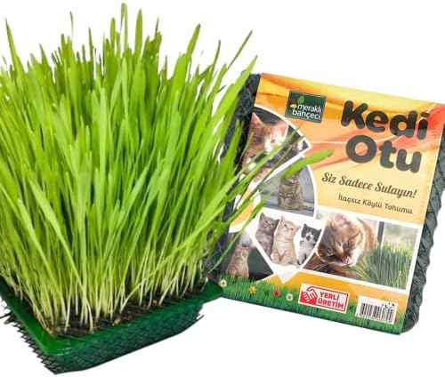 Alternative view of Kedi Çimi - Kedi Sindirim Sistemini Rahatlatıcı Sağlıklı Kedi Otu