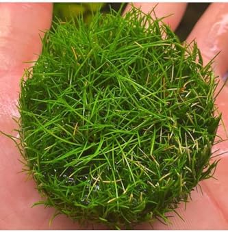 Alternative view of Mini Parvula In Cup Canlı Bitki