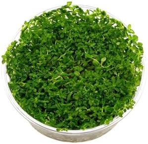 Rotala Indica Green In 200cc Canlı Bitki