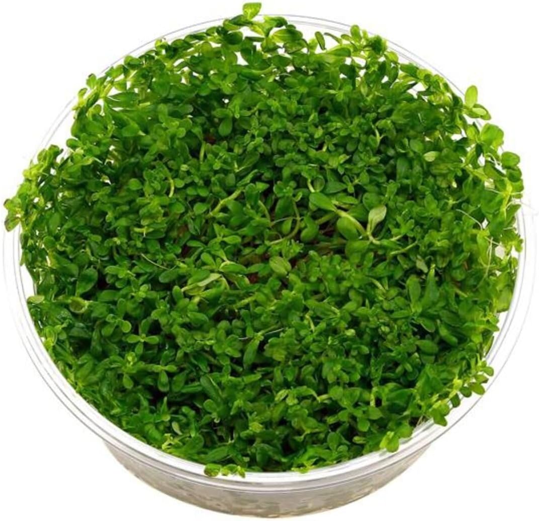 Alternative view of Rotala Indica Green In 200cc Canlı Bitki