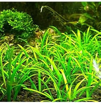Alternative view of Sagittaria Subulata In Canlı Bitki