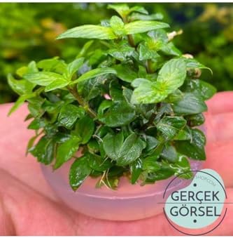 Staurogyne Repens Cup In Canlı Bitki