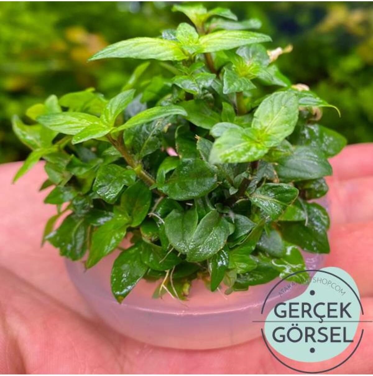 Alternative view of Staurogyne Repens Cup In Canlı Bitki