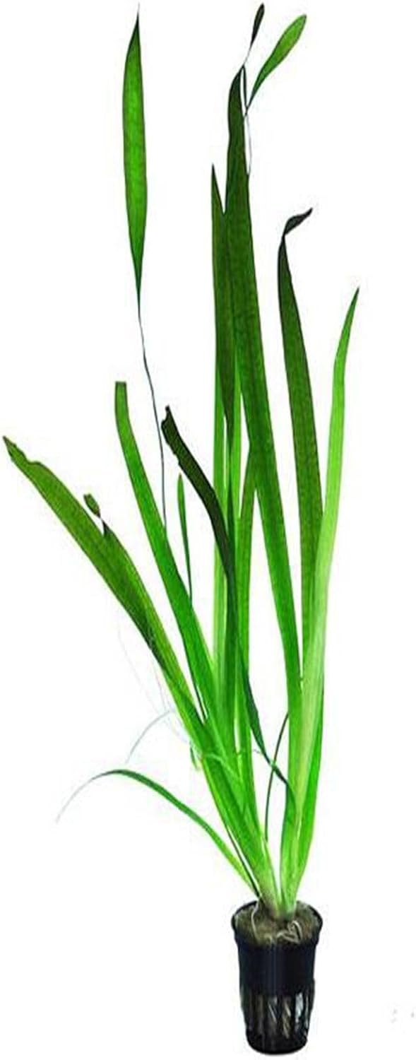 Vallisneria Gigantea Dev Saz Saksı Canlı Bitki