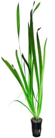 Alternative view of Vallisneria Gigantea Dev Saz Saksı Canlı Bitki