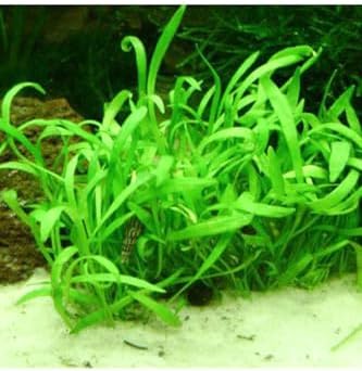 Alternative view of Lilaeopsis Novaezelandiae Saksı Canlı Bitki