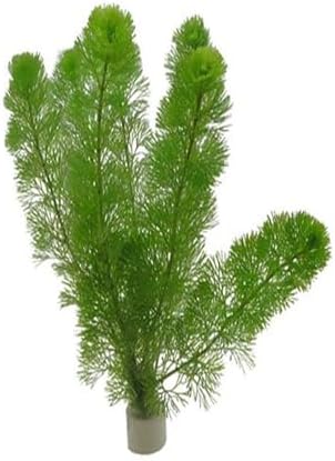 Cabomba Aquatica Bağ 6-8 Kök Canlı Bitki B018
