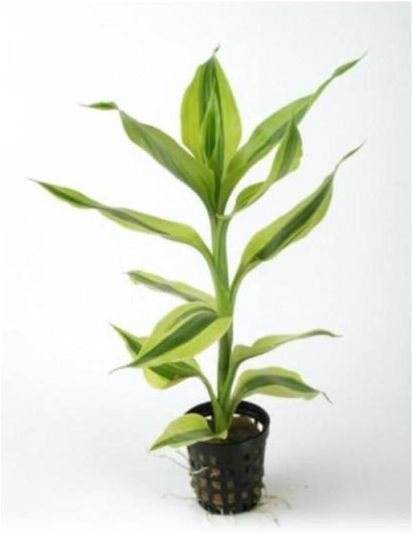 Alternative view of Dracaena Sanderiana Saksı Canlı Bitki