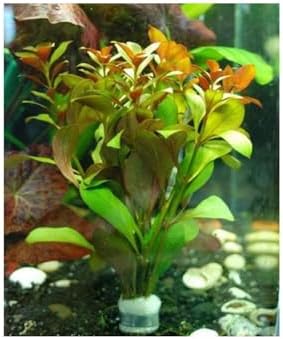 Ludwigia Peruensis Saksı Canlı Bitki p112