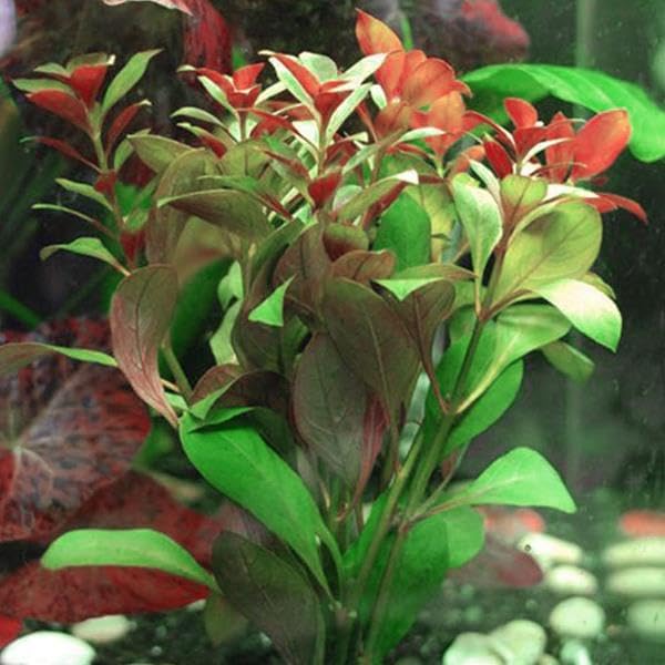 Alternative view of Ludwigia Peruensis Saksı Canlı Bitki p112