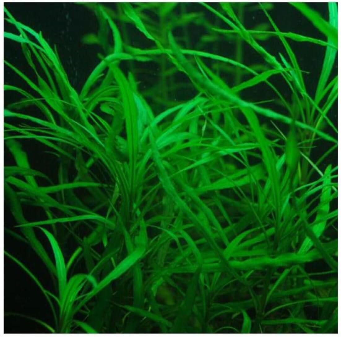 Hygrophila Salicifolia Narrow Leaf Saksı Canlı Bitki