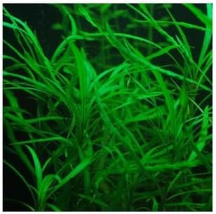 Alternative view of Hygrophila Salicifolia Narrow Leaf Saksı Canlı Bitki