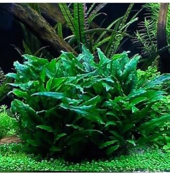 Cryptocoryne Wendtii Green Saksı Canlı Bitki