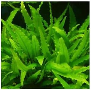 Alternative view of Cryptocoryne Wendtii Green Saksı Canlı Bitki