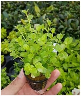 Lysimachia Nummularia Green Saksı Canlı Bitki