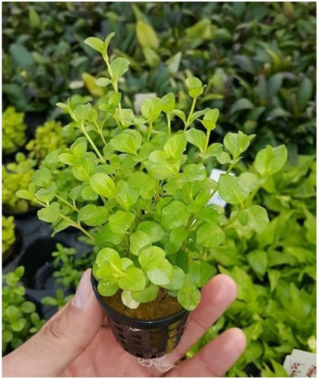 Alternative view of Lysimachia Nummularia Green Saksı Canlı Bitki