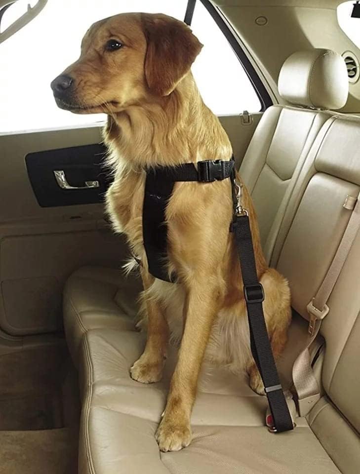 Evcil Hayvan Araç Emniyet Kemeri Kedi Köpek Araba Oto Tasması Oto Aksesuarları (MAVİ)
