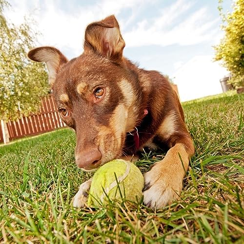 Alternative view of 3lü Renkli Desenli Tenis Topu Kedi Köpek Oyuncağı