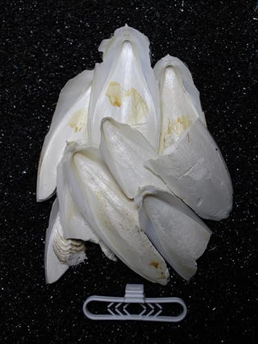 Alternative view of İri Parçalı Kırık Mürekkep Balığı (Kalamar) Kemiği 100 gr + Tutacak