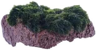 Marimo Rock Canlı Bitki