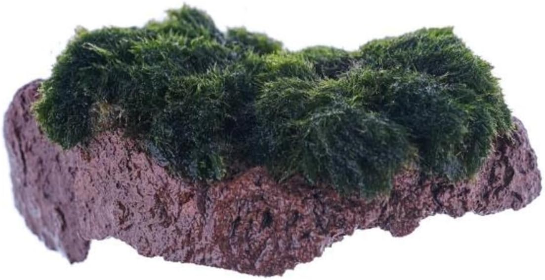 Alternative view of Marimo Rock Canlı Bitki