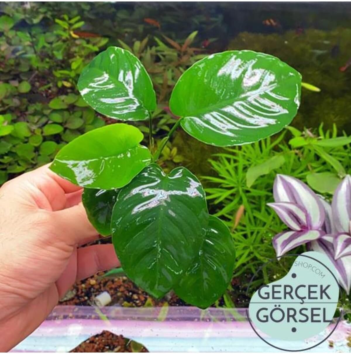 Anubias Broad Leaf 6-7 Yapraklı Canlı Bitki M