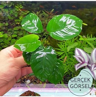 Alternative view of Anubias Broad Leaf 6-7 Yapraklı Canlı Bitki M