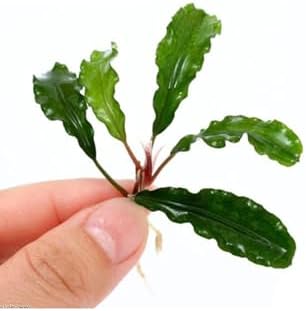 Bucephalandra Green Way Saksı Canlı Bitki